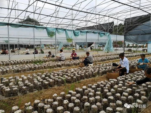 他跟自己孩子一样亲——农副产品的深情守护