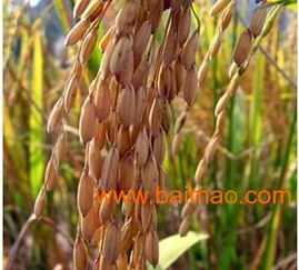 高效农副产品加工与优惠精米供应商指南