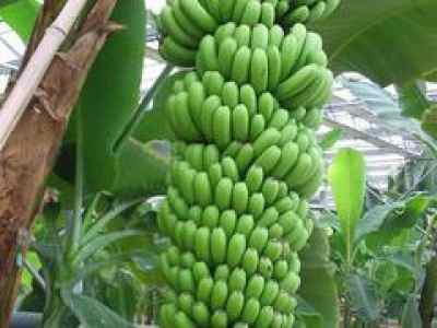 如何寻找声誉良好的香蕉供应商以开展农副产品促销