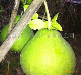 鸿发农副产品加盟 开启绿色健康事业，共创财富未来